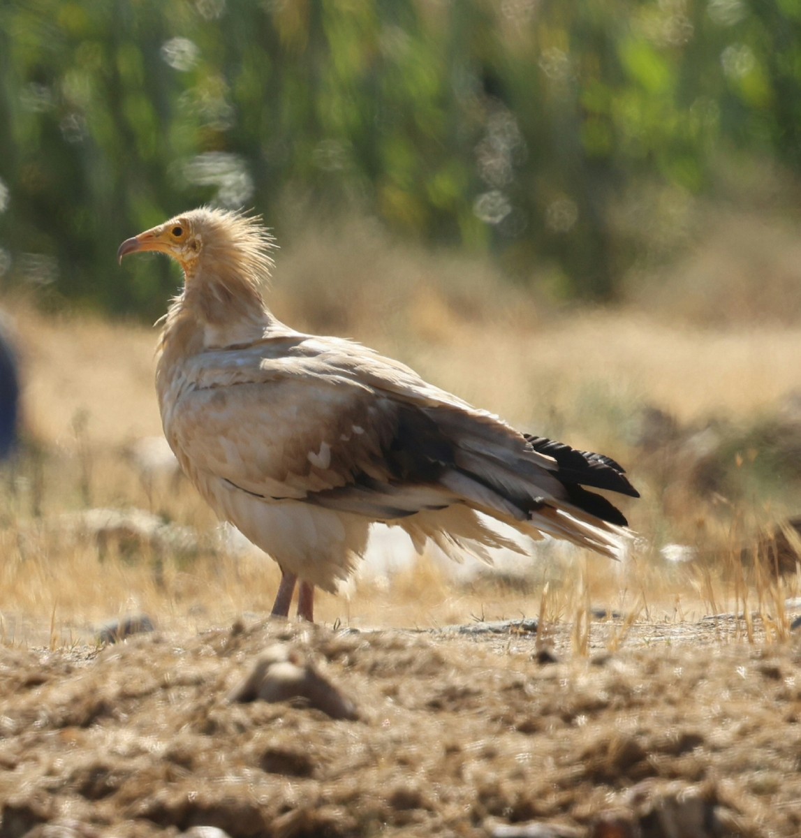 Egyptian Vulture - ML645725247