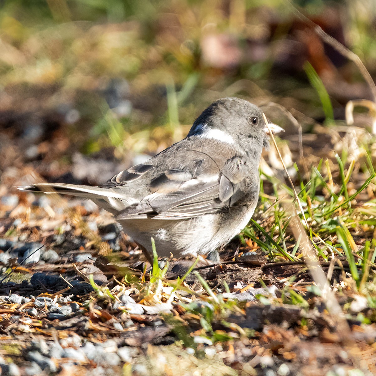 Dark-eyed Junco - ML645725253