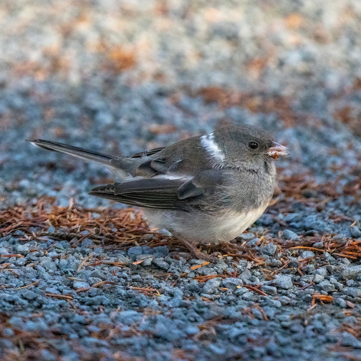 Dark-eyed Junco - ML645725254