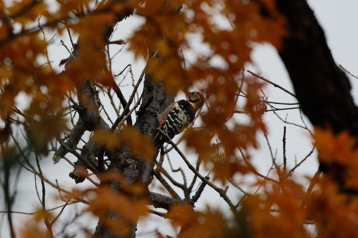 大赤啄木 - ML645725259