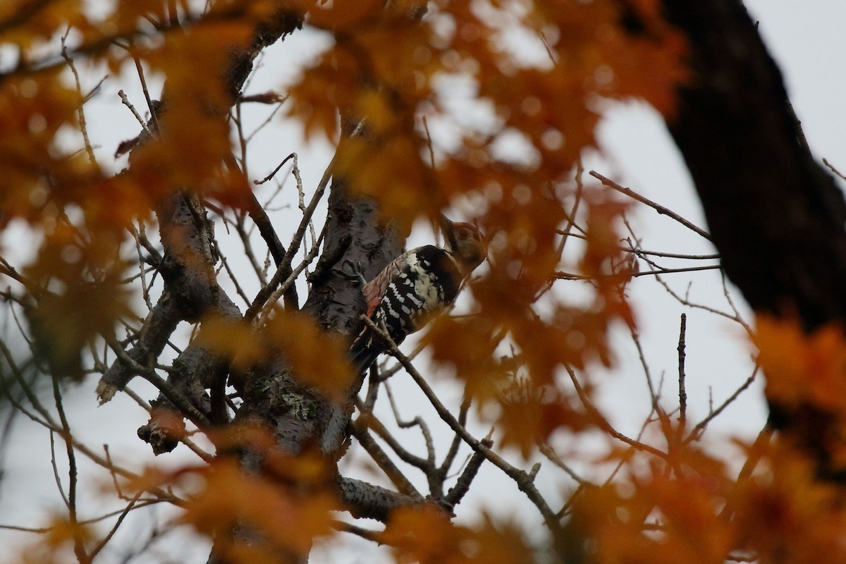 大赤啄木 - ML645725260