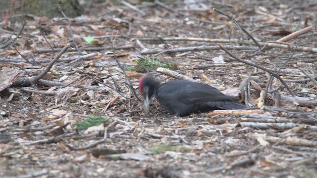 Жовна чорна - ML645725270