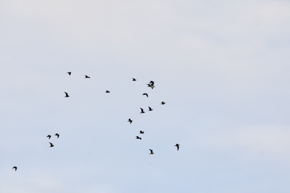 American Herring Gull - ML645725275