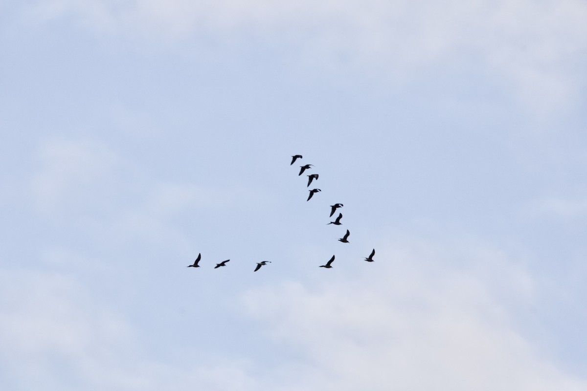 American Herring Gull - ML645725276