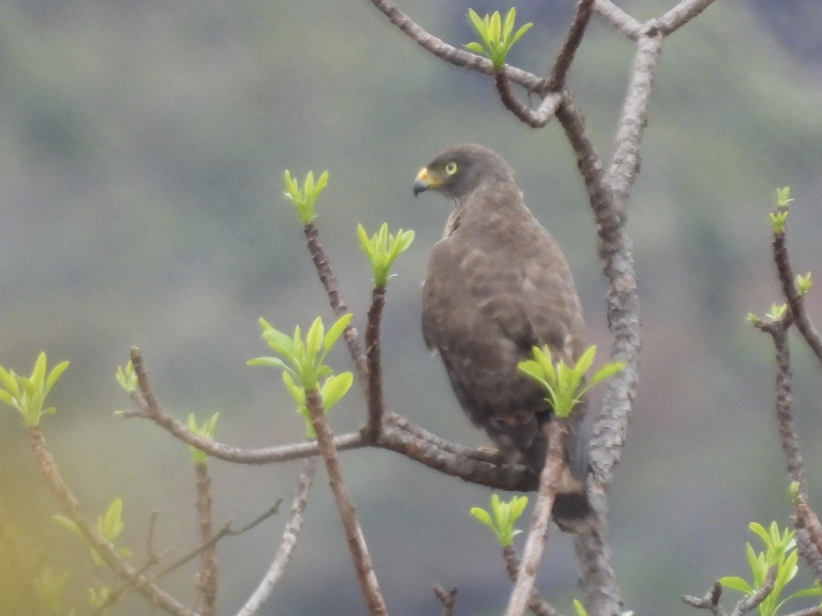 káně krahujová - ML645725283