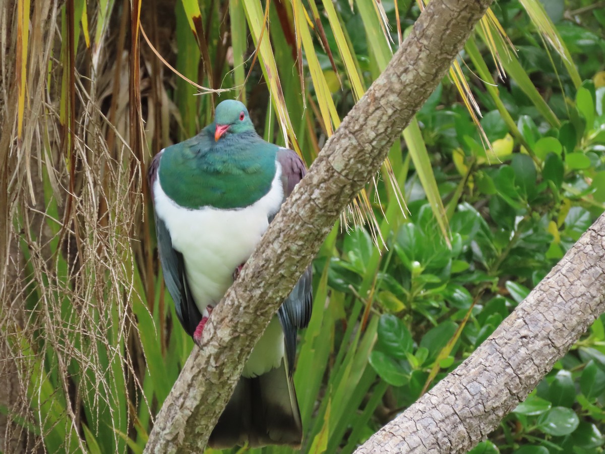 New Zealand Pigeon - ML645725286