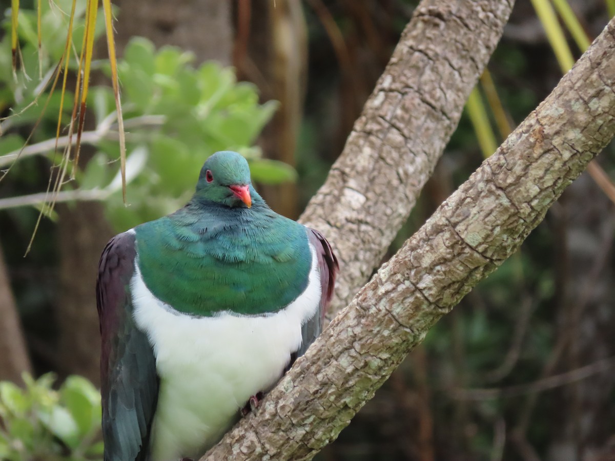 New Zealand Pigeon - ML645725288