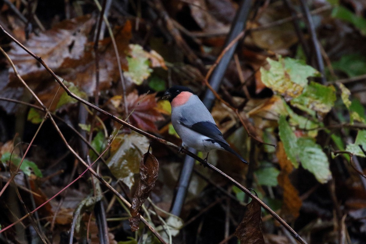 歐亞鷽 - ML645725290