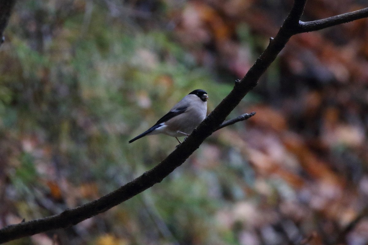 歐亞鷽 - ML645725291