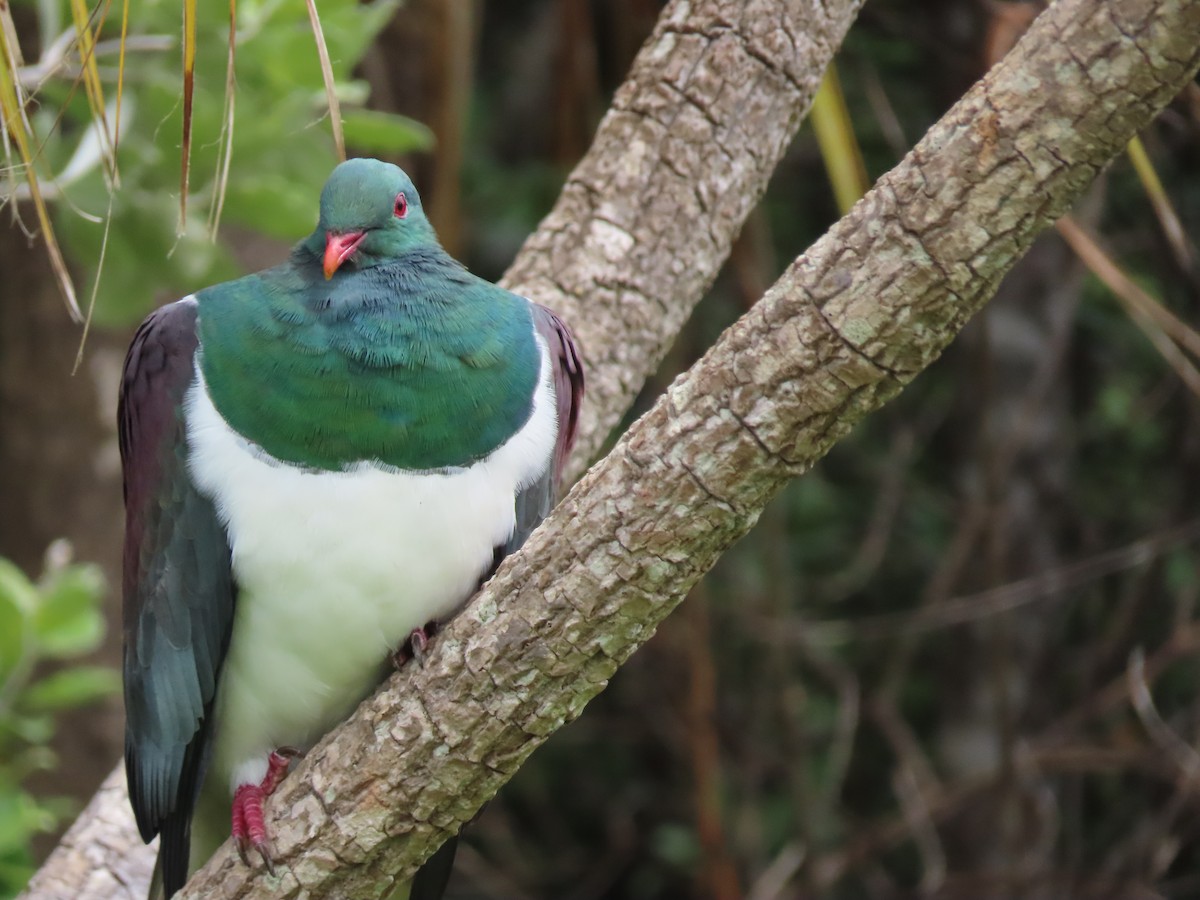 New Zealand Pigeon - ML645725297