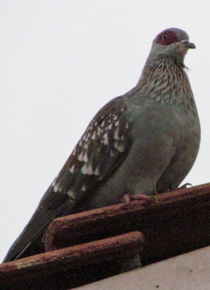 Speckled Pigeon - ML645725305
