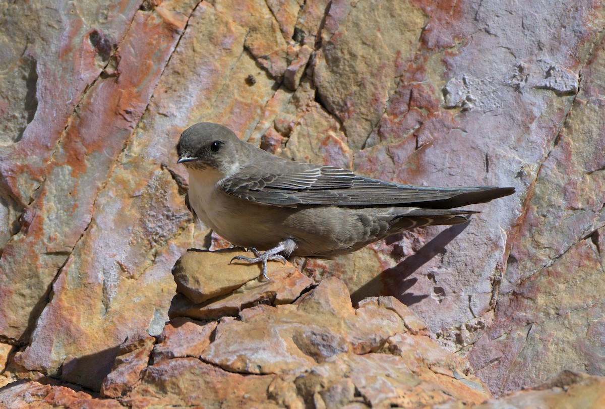 břehule skalní - ML645725311