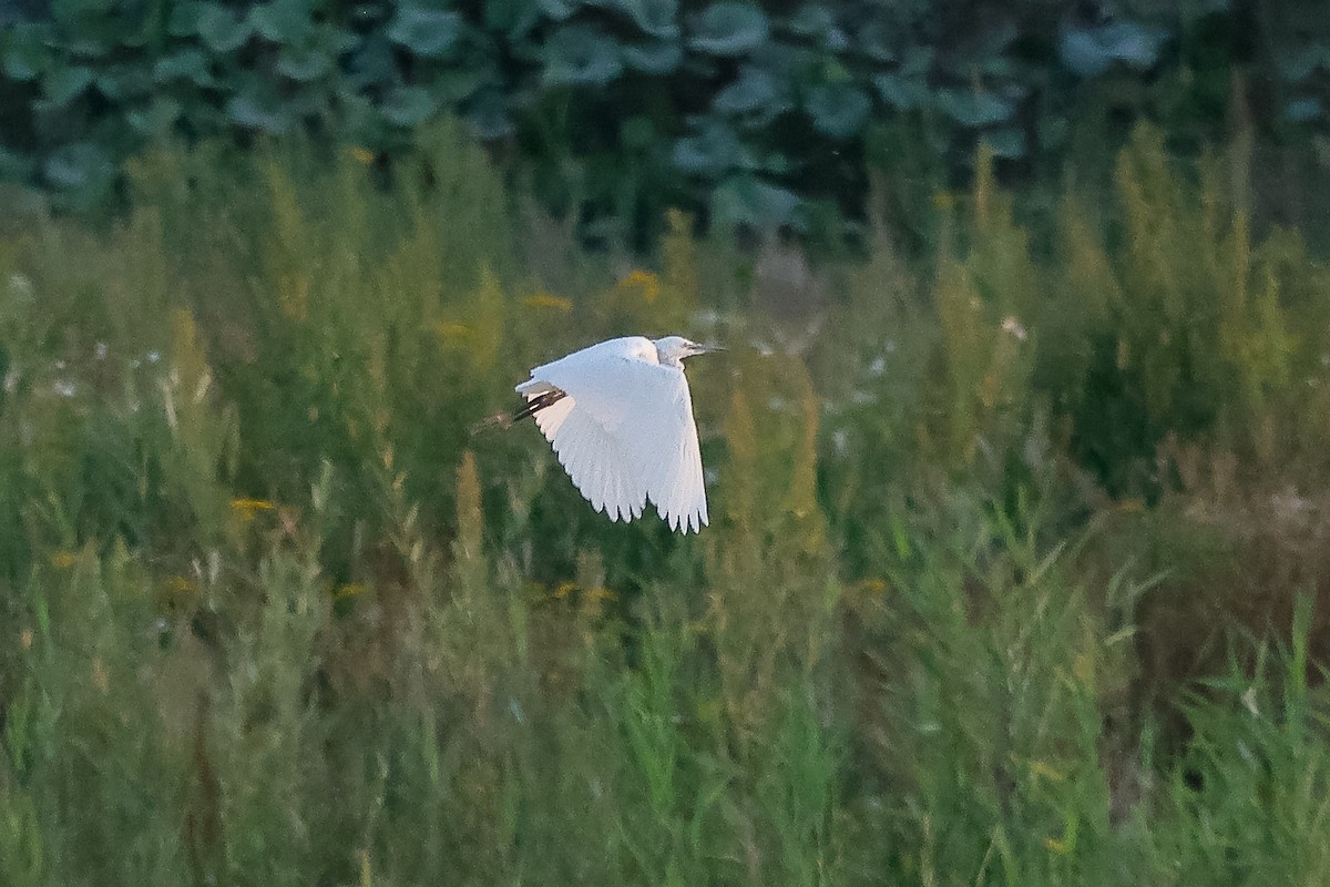 Little Egret - ML645725321