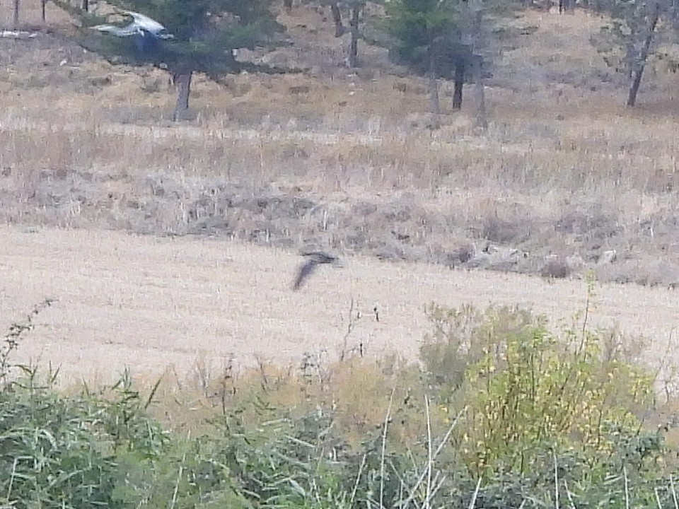 Бугай водяний - ML645725323