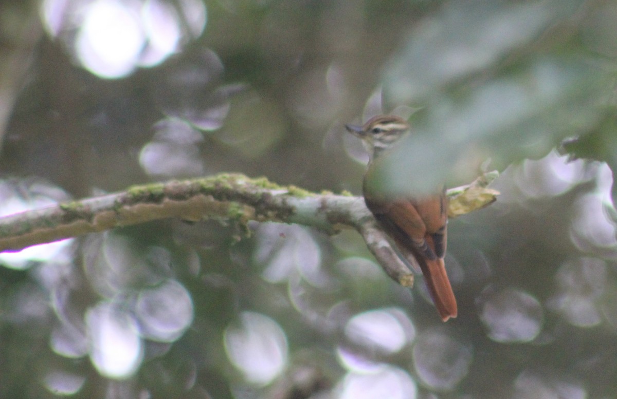 Streaked Xenops - ML645725331