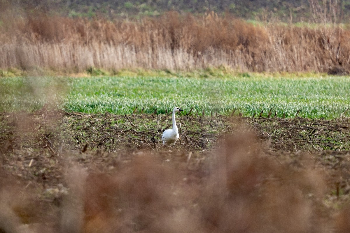 小天鵝 - ML645725335