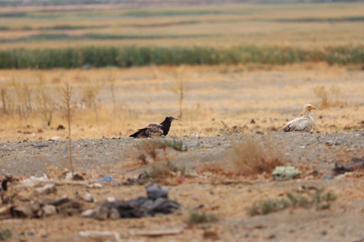 Egyptian Vulture - ML645725337