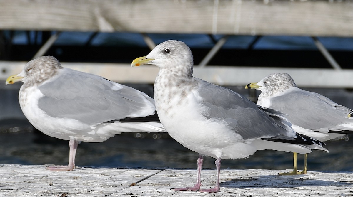 Iceland Gull - ML645725338