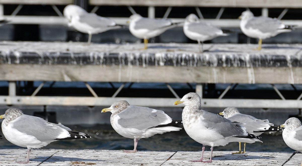 Iceland Gull - ML645725339