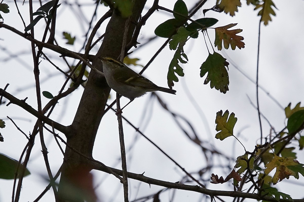 Pallas's Leaf Warbler - ML645725341