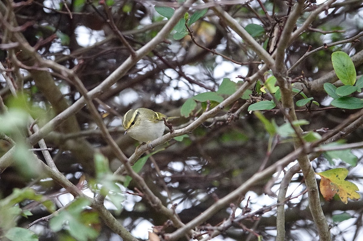 Pallas's Leaf Warbler - ML645725342