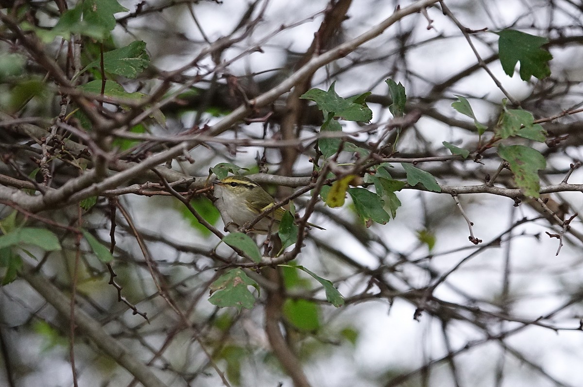 Pallas's Leaf Warbler - ML645725343