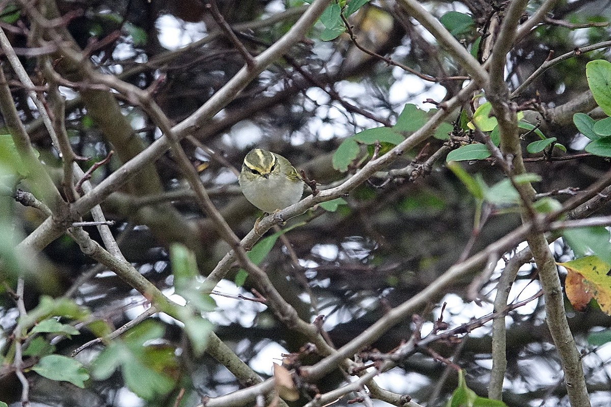 Pallas's Leaf Warbler - ML645725344