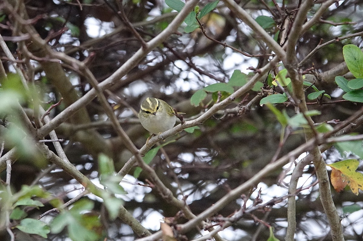 Pallas's Leaf Warbler - ML645725345