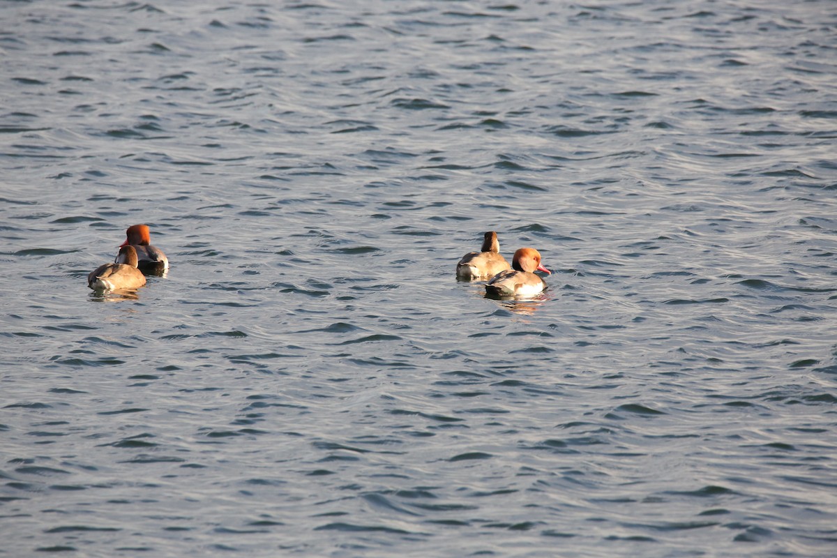 Red-crested Pochard - ML645725350