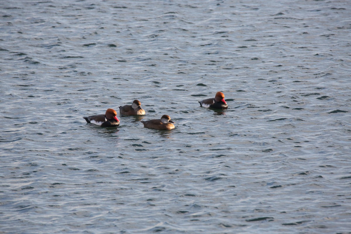 Red-crested Pochard - ML645725351