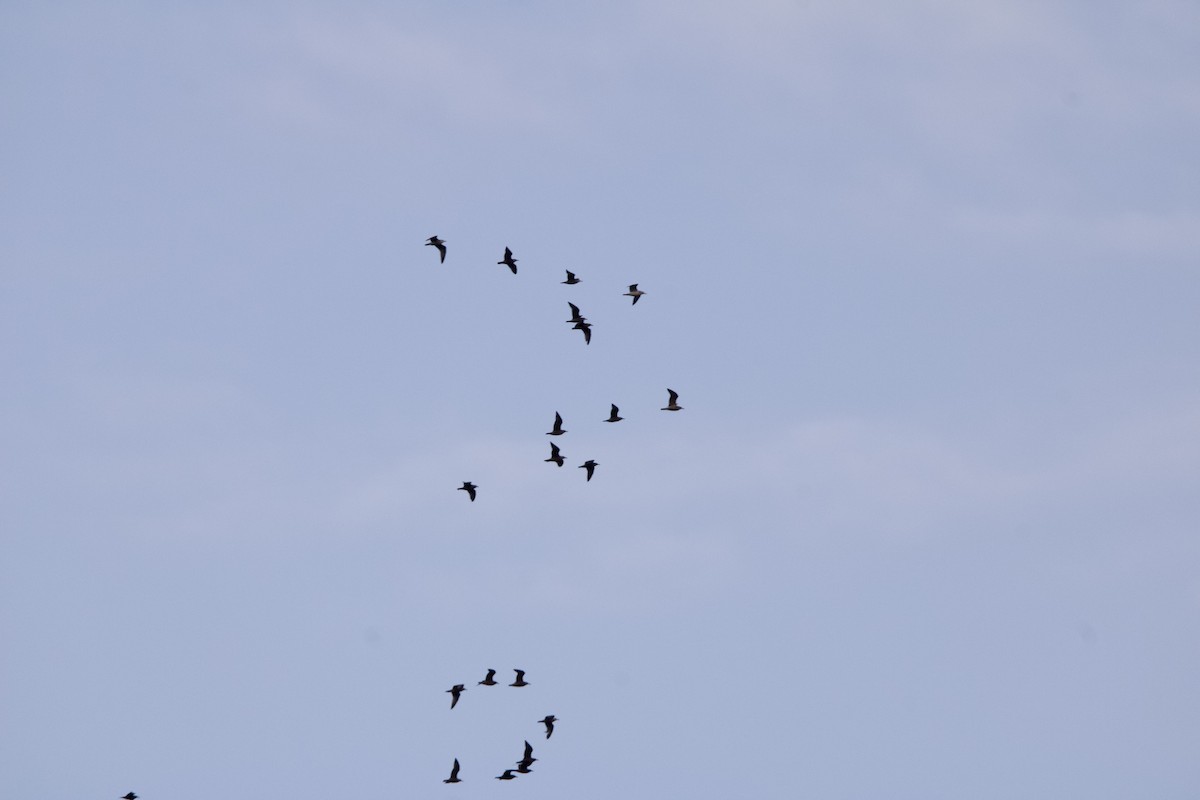 American Herring Gull - ML645725355