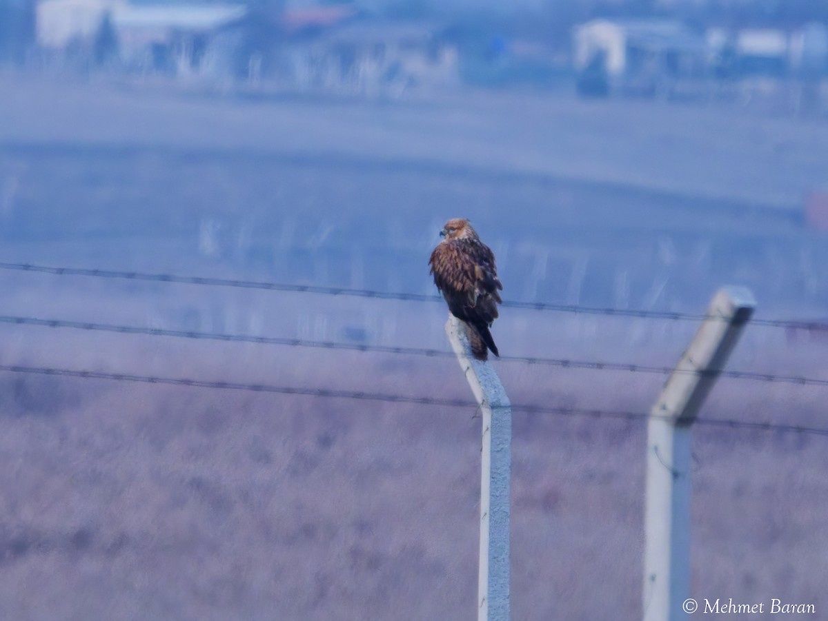 Long-legged Buzzard - ML645725356