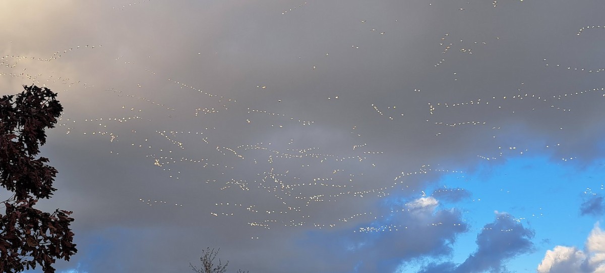 Snow Goose - ML645725358