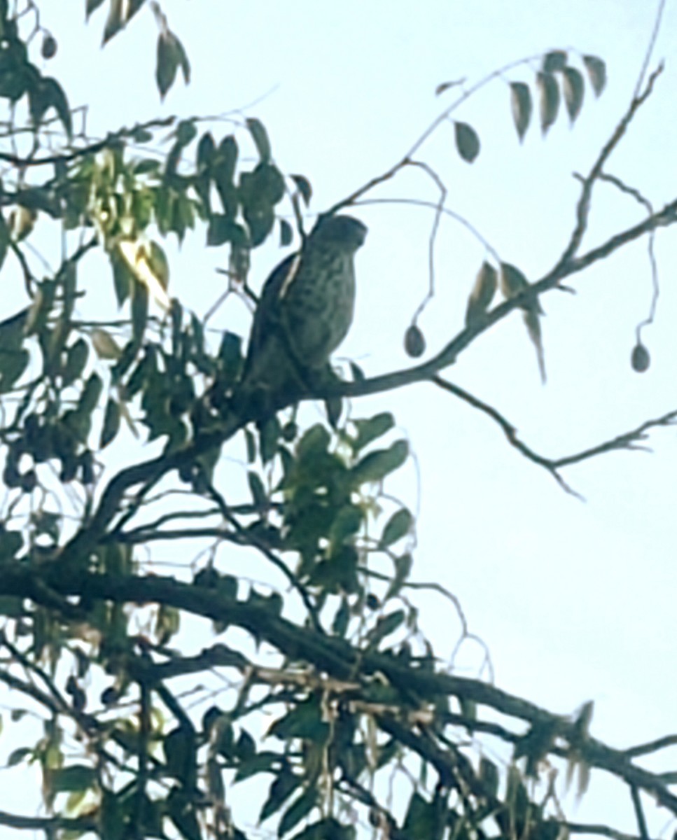 dřemlík tundrový - ML645725382