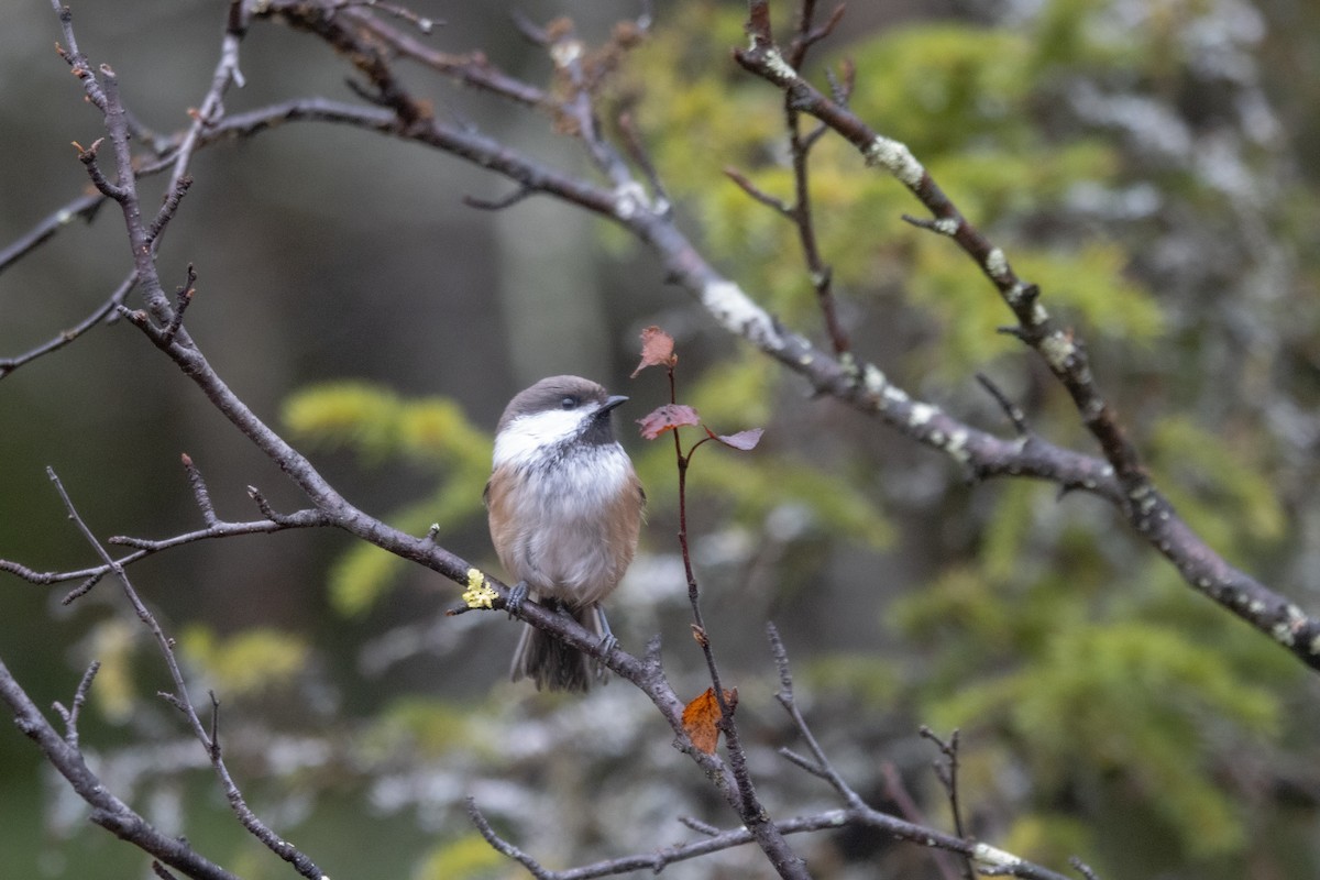 Gray-headed Chickadee - ML645725385