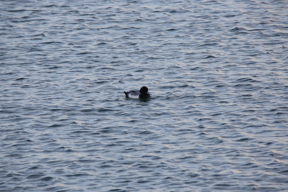 Greater Scaup - ML645725386