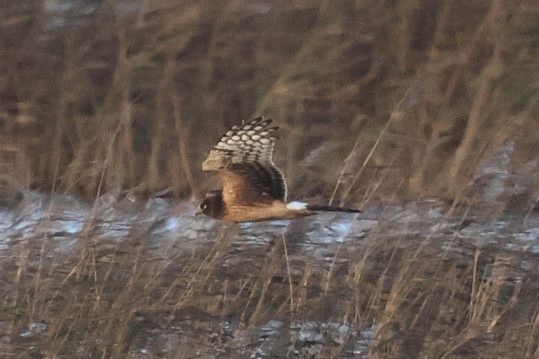 moták severoamerický - ML645725396