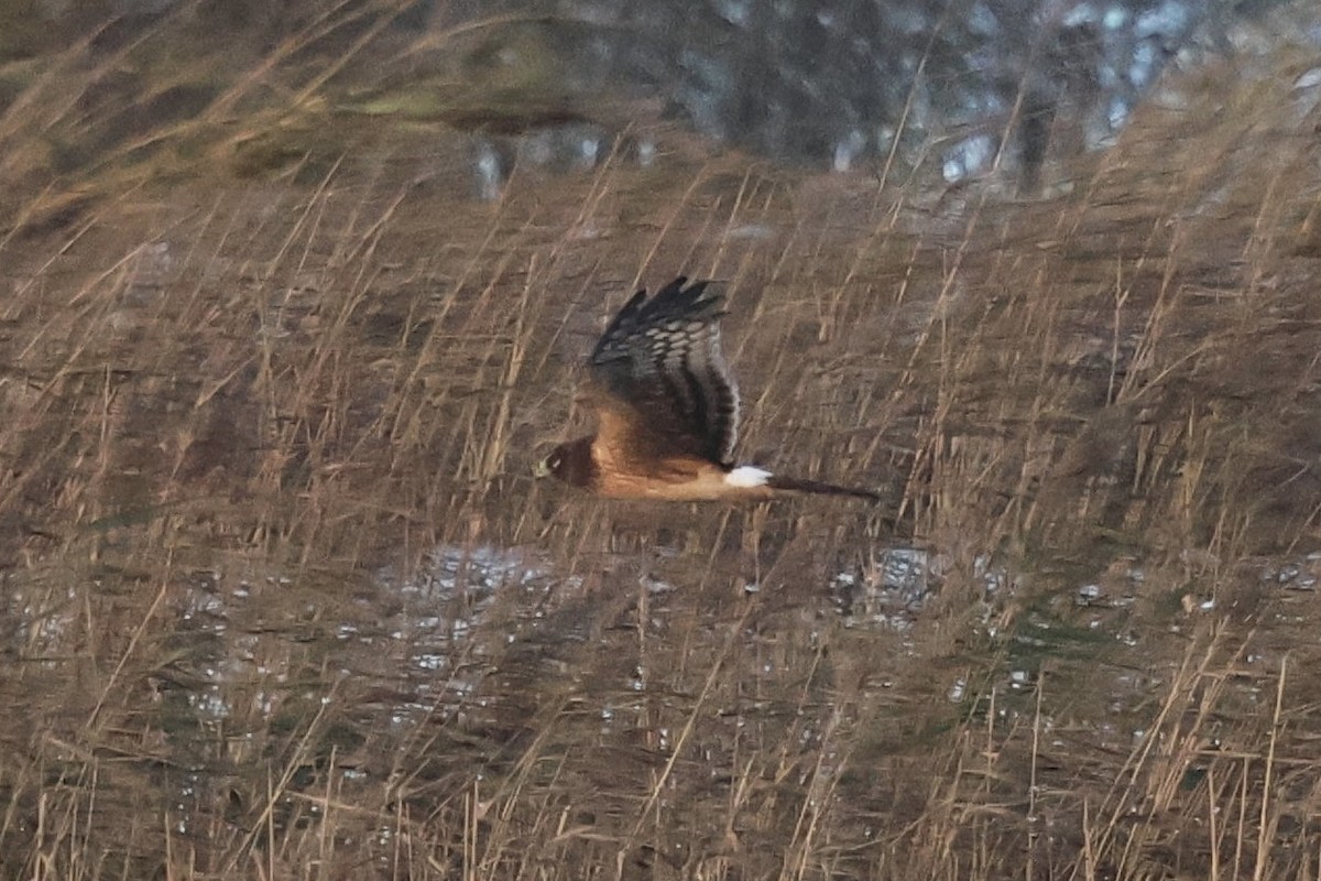 moták severoamerický - ML645725397