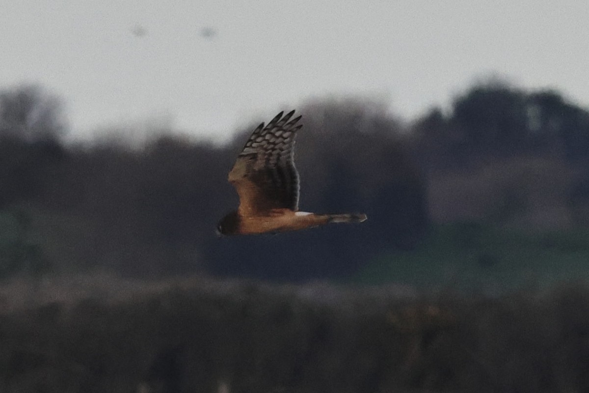 moták severoamerický - ML645725398