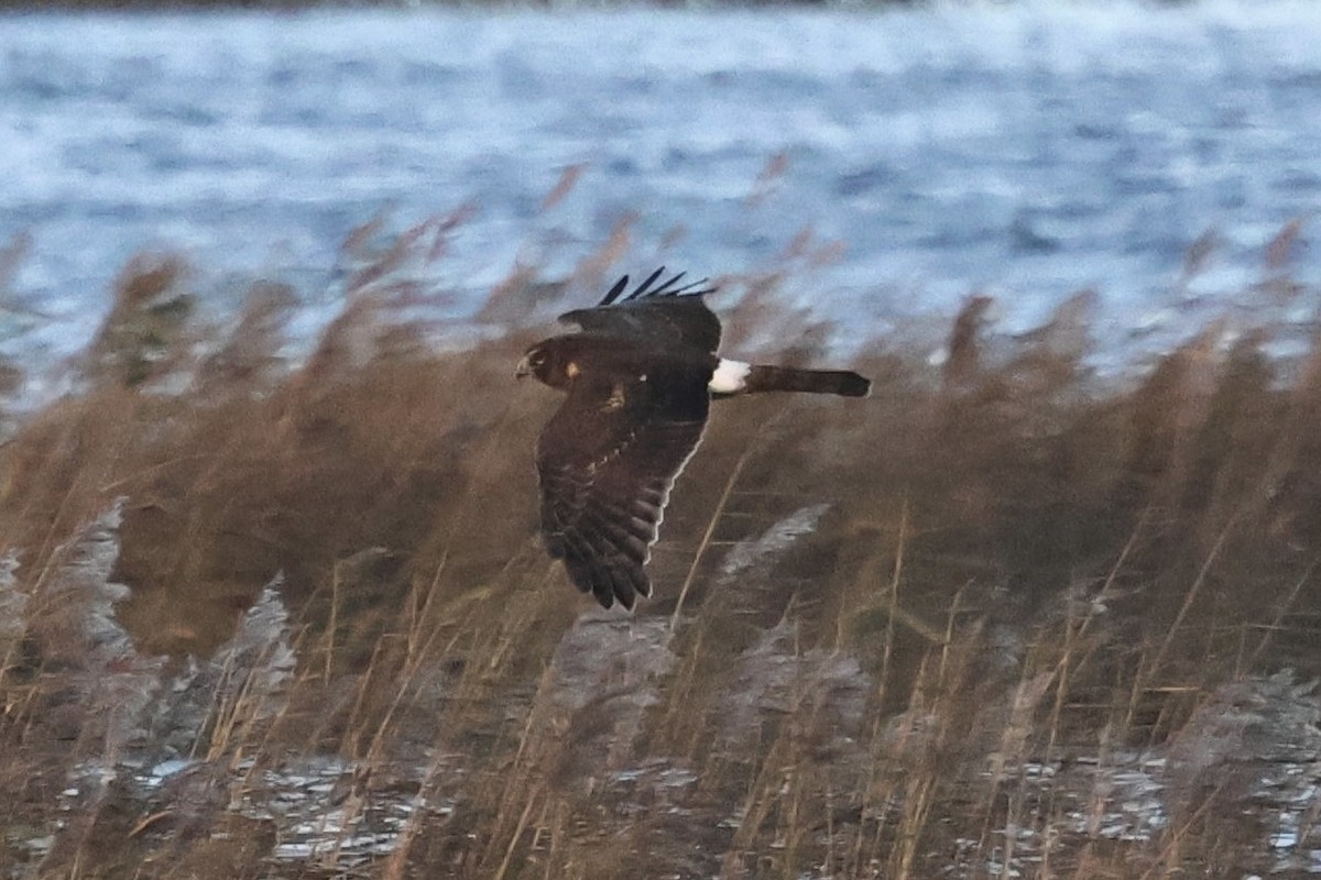 moták severoamerický - ML645725399