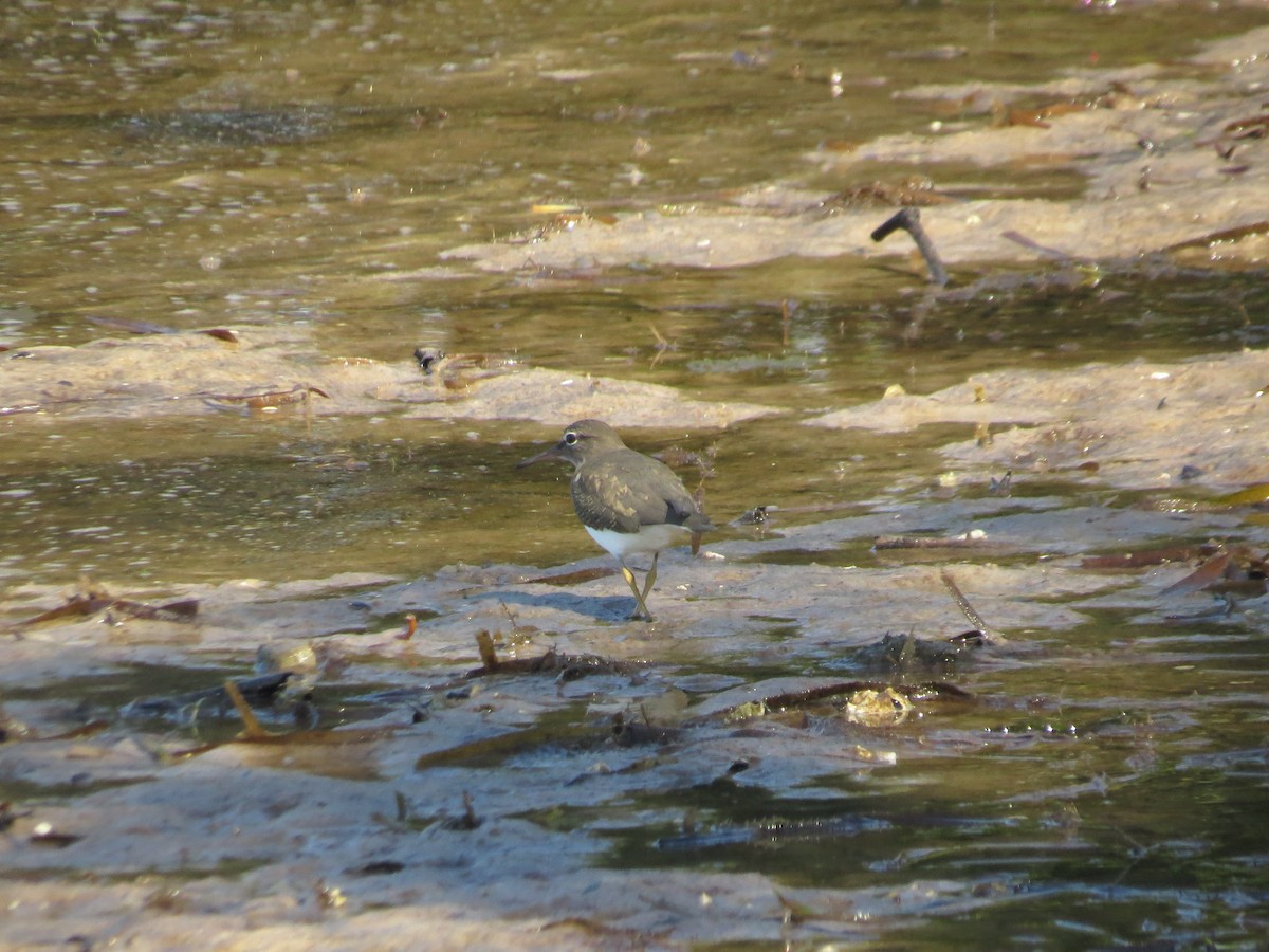 Spotted Sandpiper - ML645725407