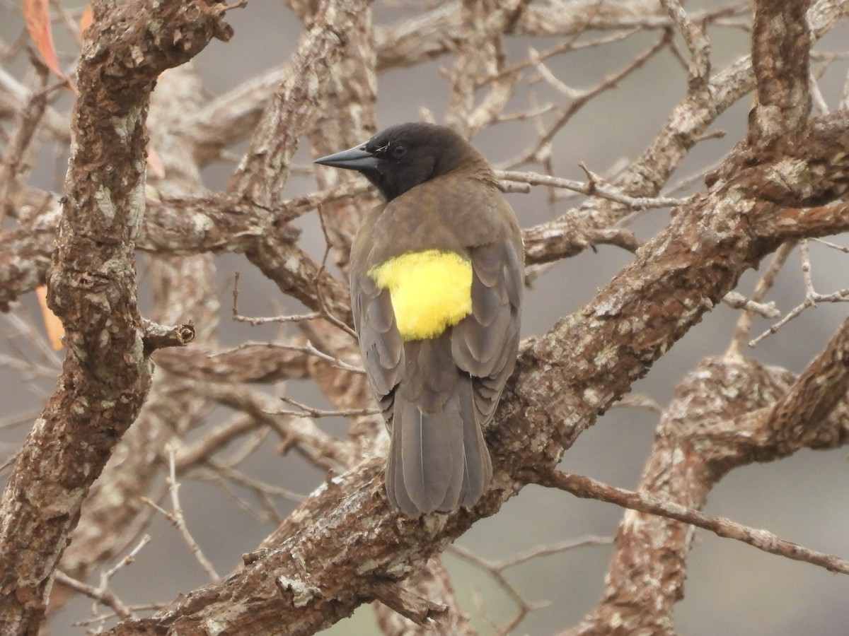 Yellow-rumped Marshbird - ML645725410