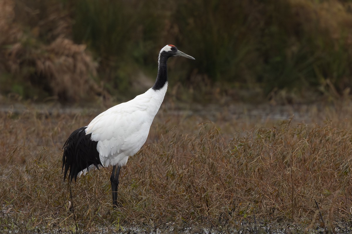 Red-crowned Crane - ML645725415
