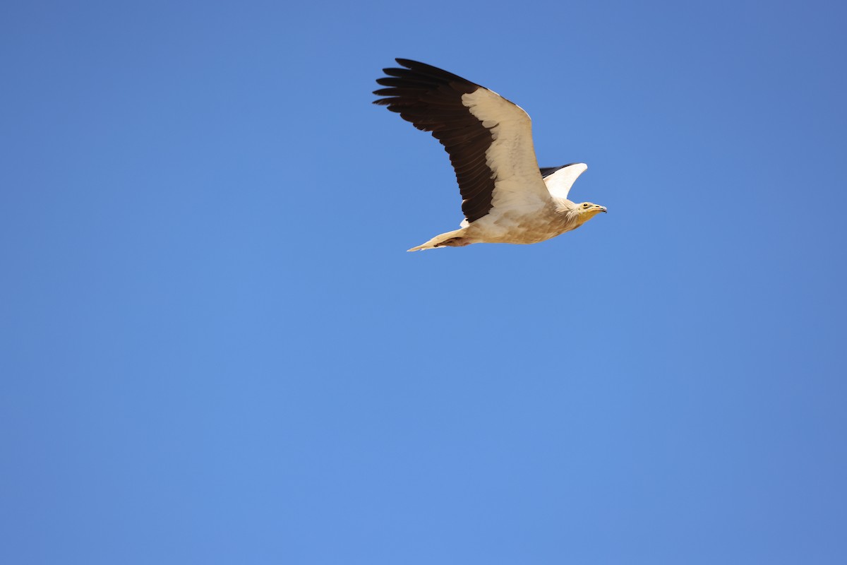 Egyptian Vulture - ML645725416