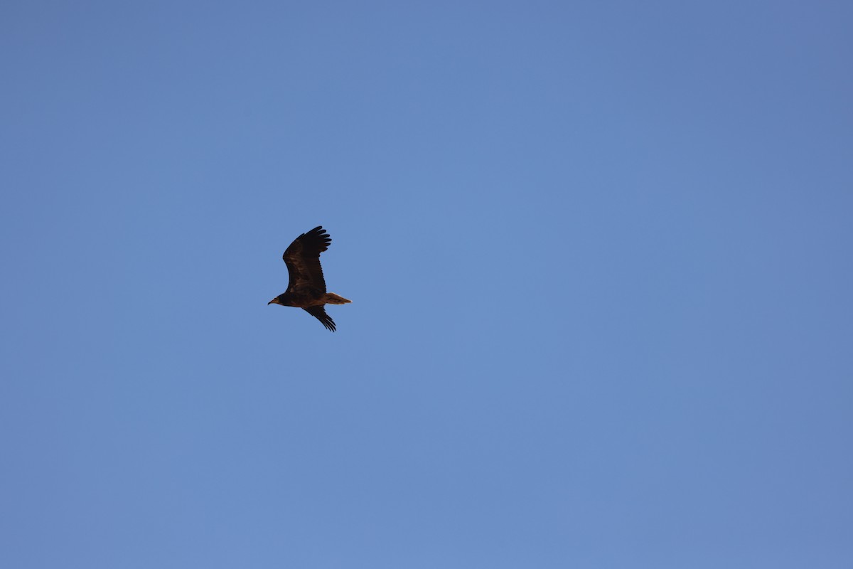 Egyptian Vulture - ML645725417