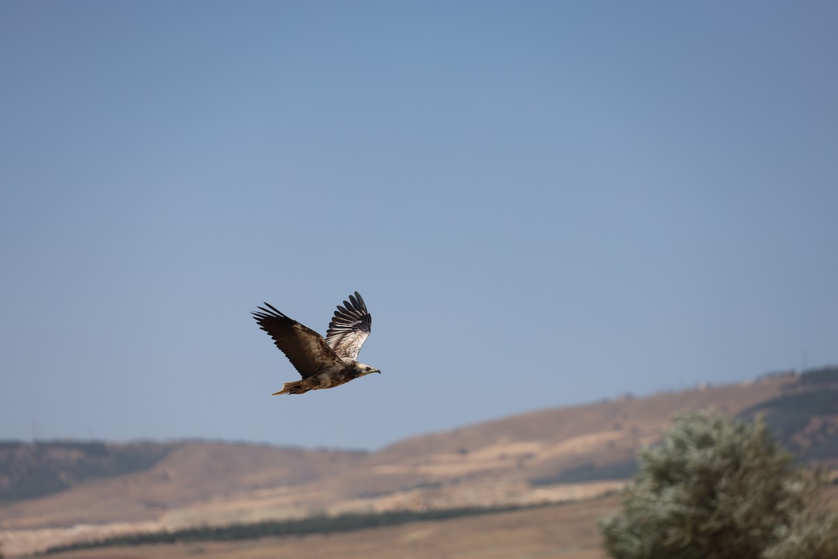 Egyptian Vulture - ML645725418