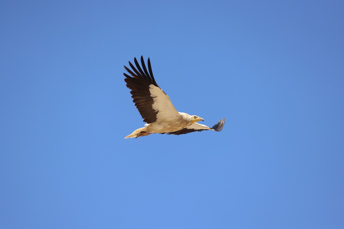 Egyptian Vulture - ML645725419