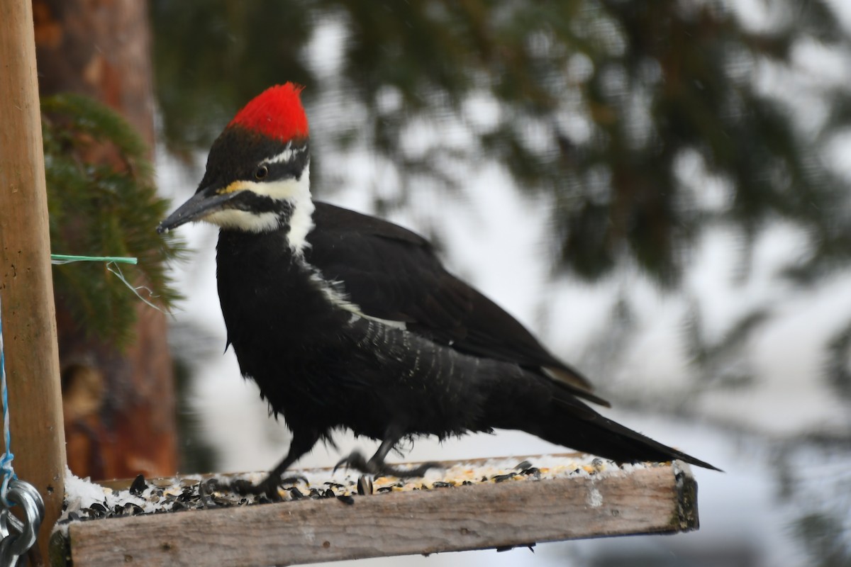 Pileated Woodpecker - ML645725420