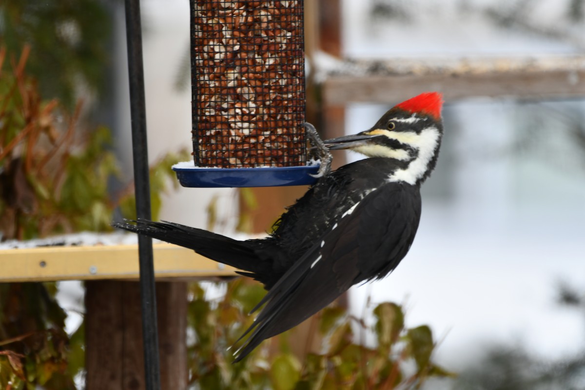 Pileated Woodpecker - ML645725421