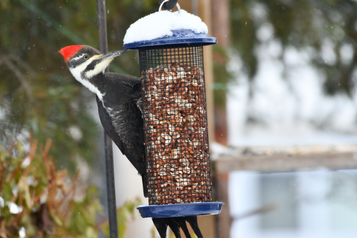 Pileated Woodpecker - ML645725423